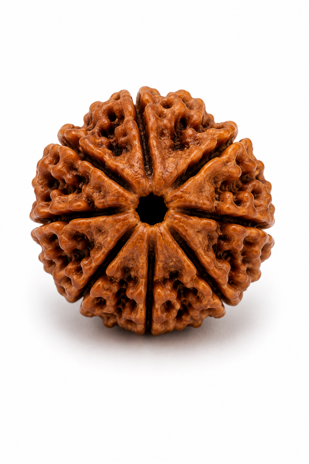 Rudraksha